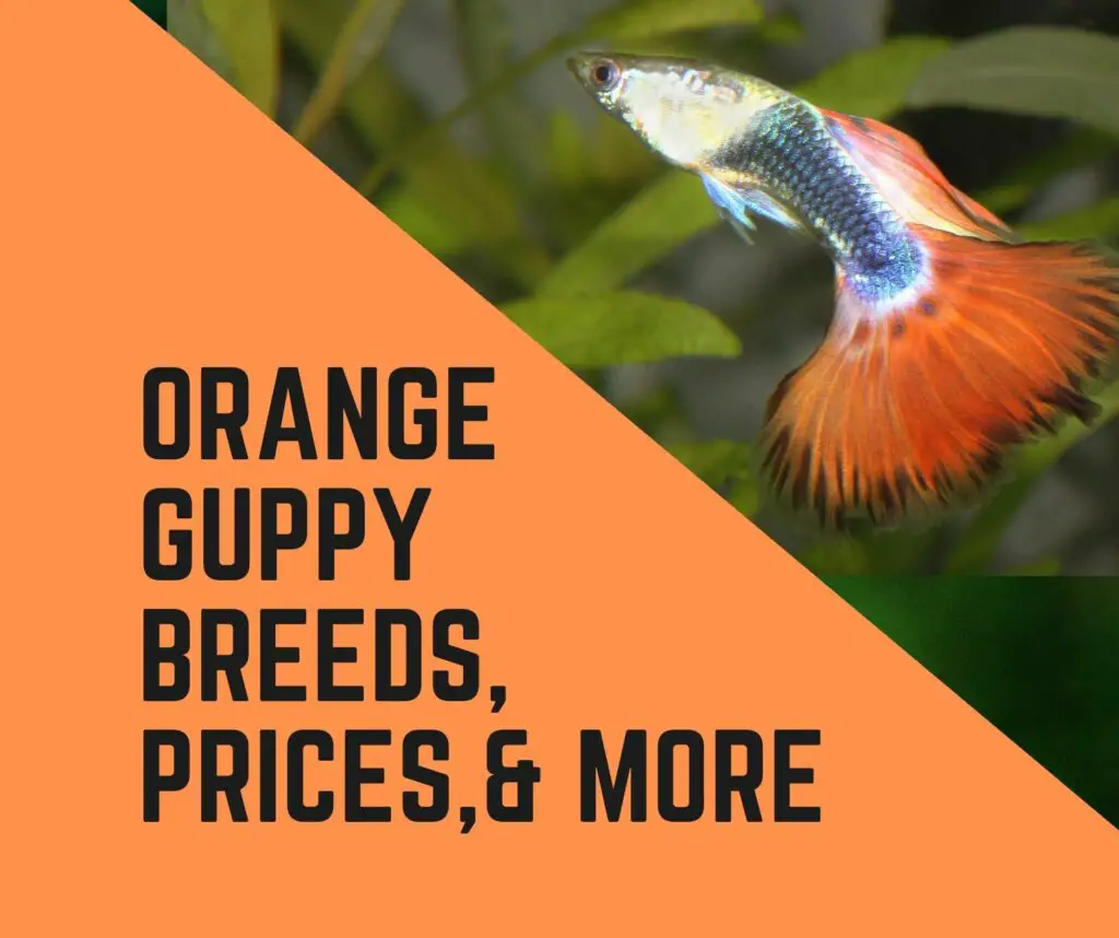 Orange Guppy Breeds, Prices, and More