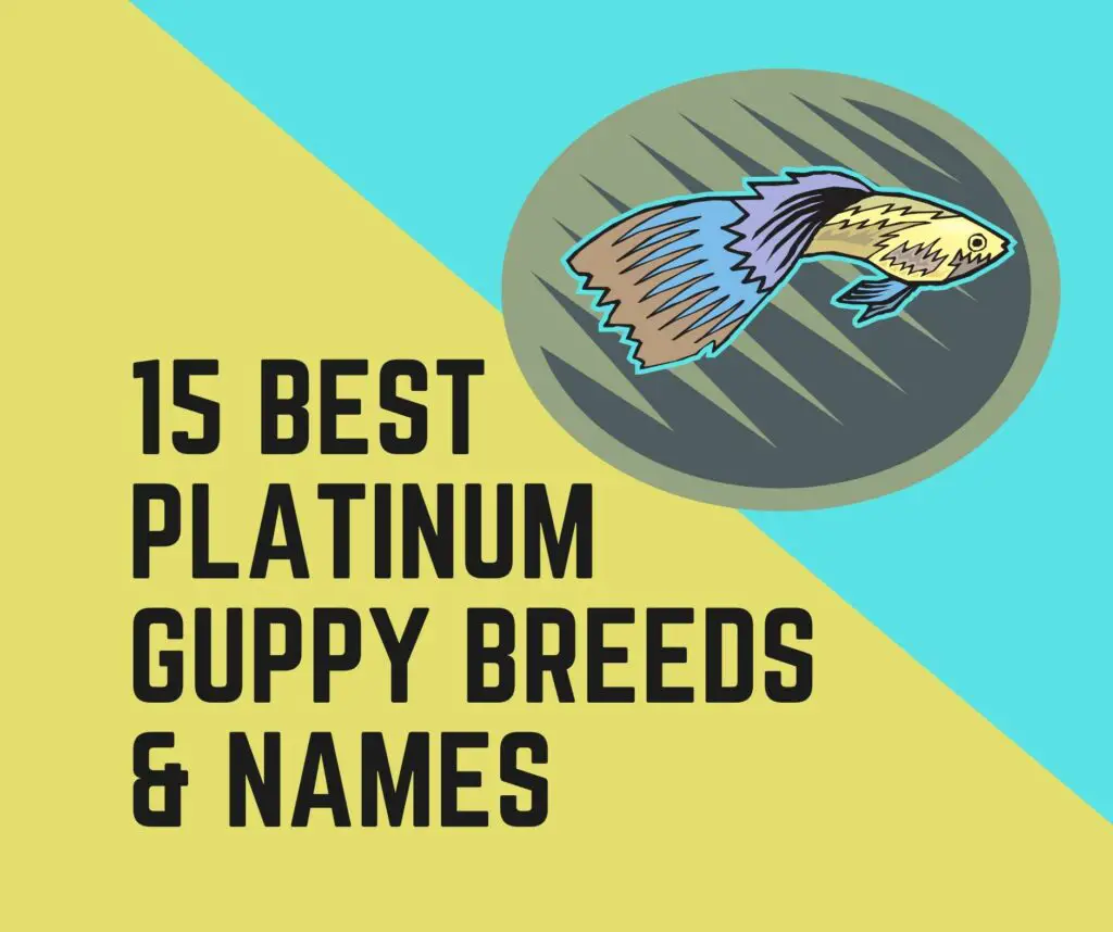 Platinum Guppy Breeds and Names