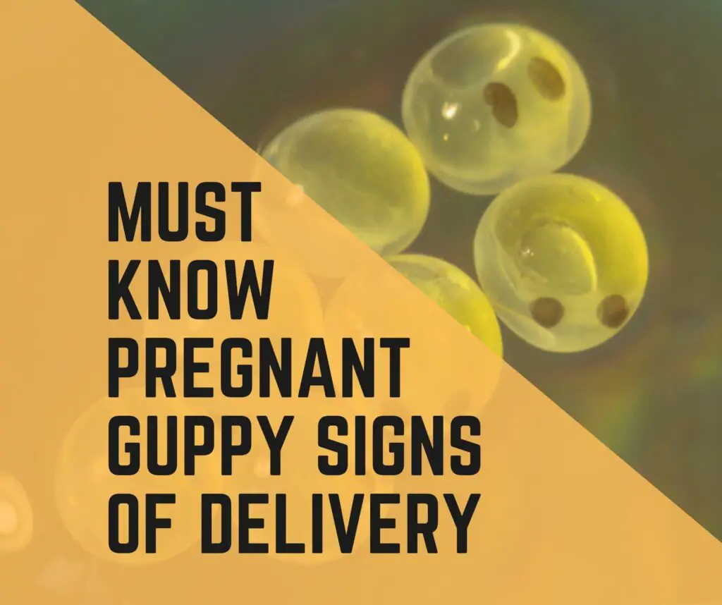 Pregnant Guppy Signs Of Delivery