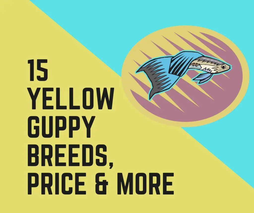 Yellow Guppy Breeds and Price