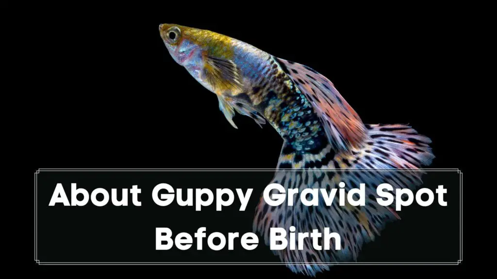 about guppy gravid spot before birth