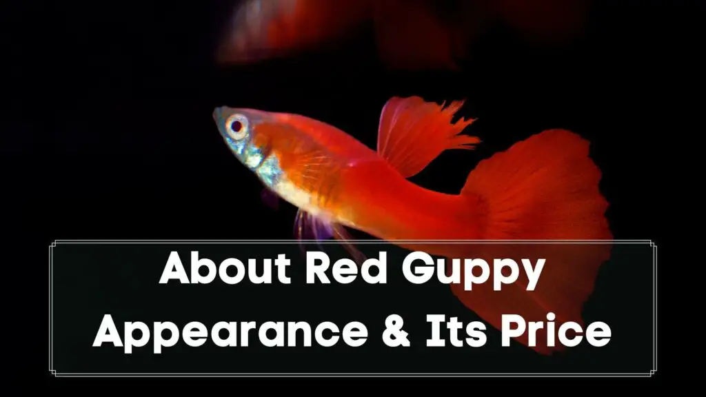 about red guppy appearance & its price
