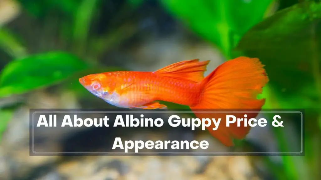 all about albino guppy price & appearance