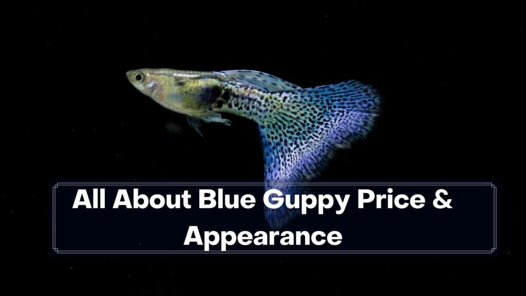 all about blue guppy price & appearance