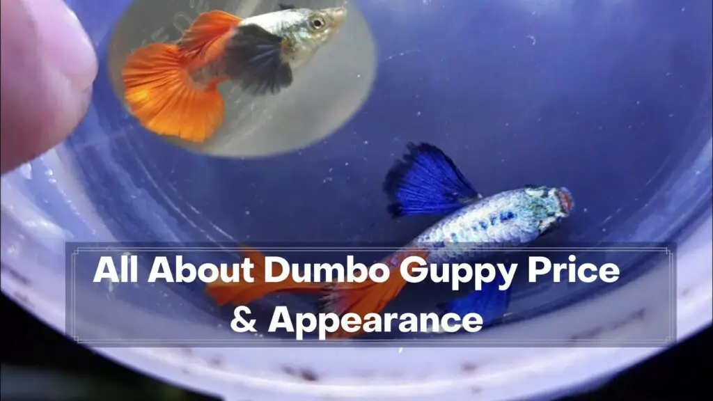 all about dumbo guppy price & appearance