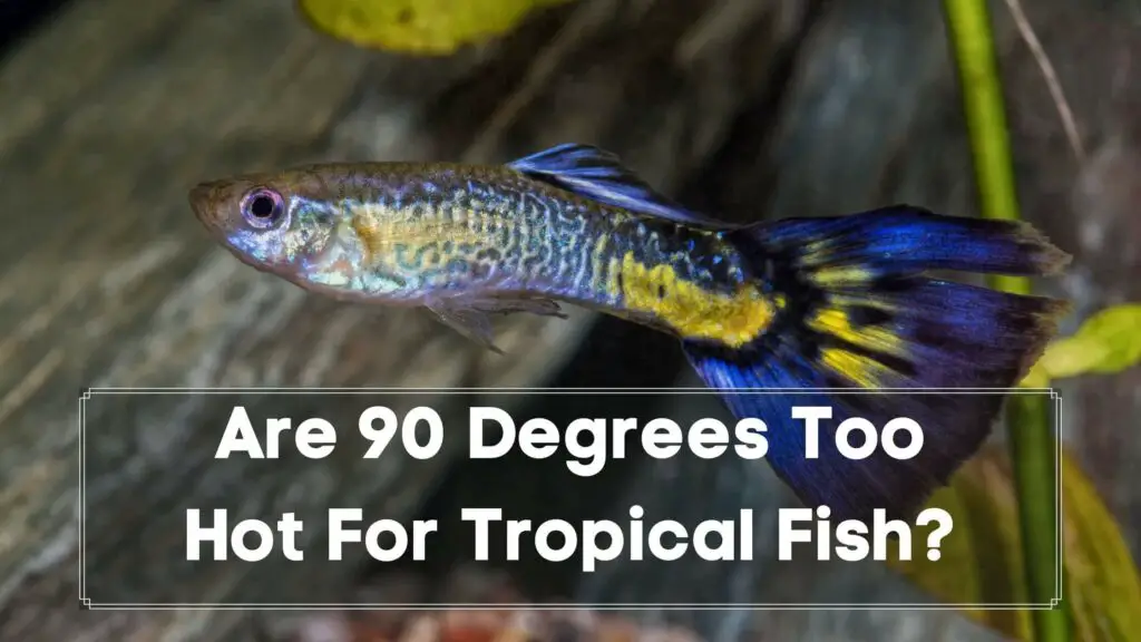 are 90 degrees too hot for tropical fish