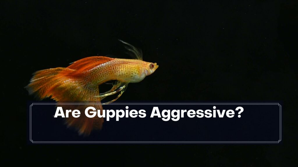 are guppies aggressive