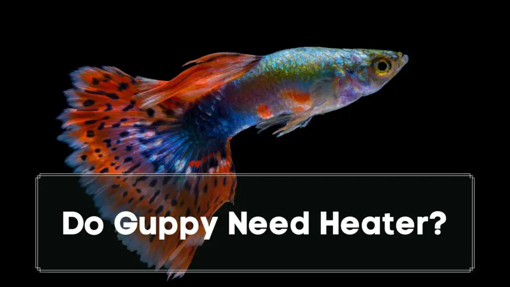 do guppy need heater