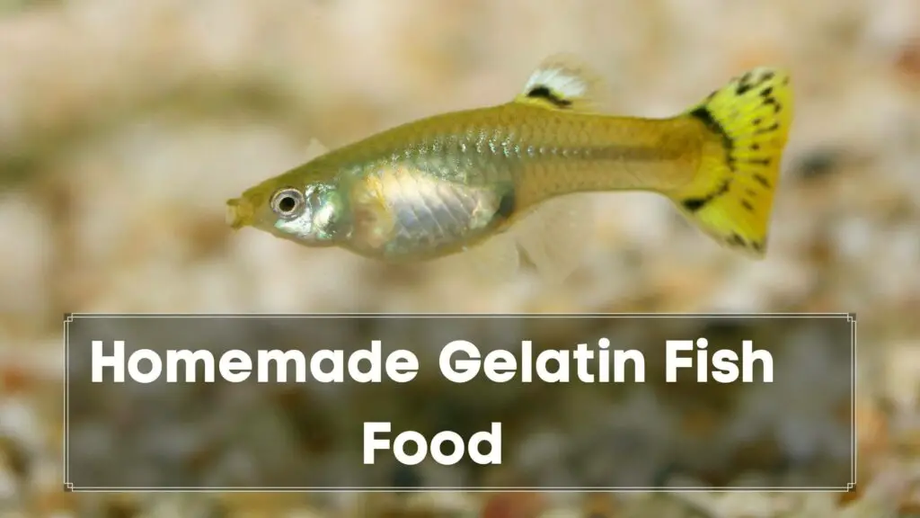 homemade gelatin fish food