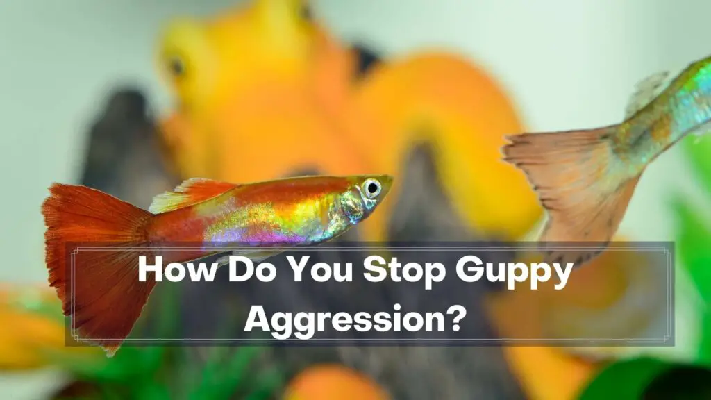 how do you stop guppy aggression