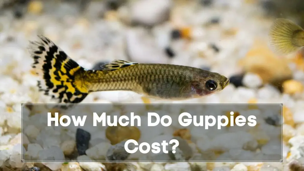 how much do guppies cost