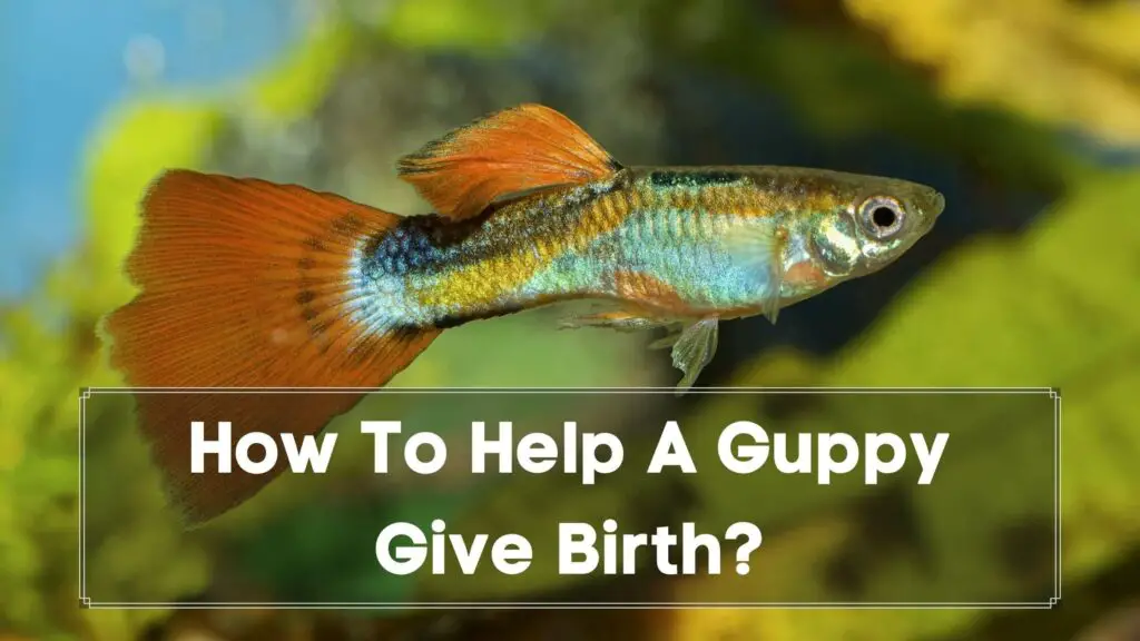 how to help a guppy give birth