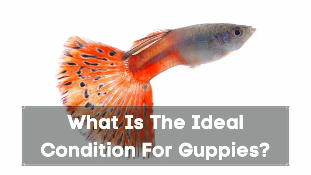 what is the ideal condition for guppieswhat is the ideal condition for guppies