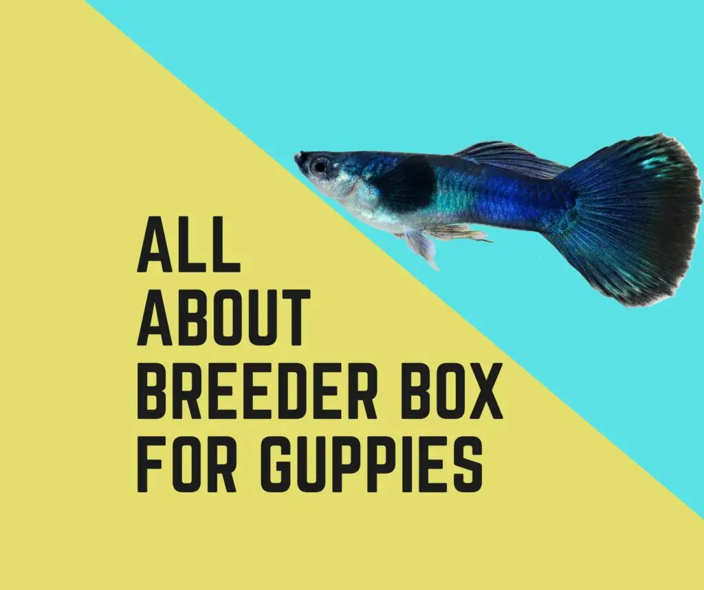 All About Breeder Box For Guppies
