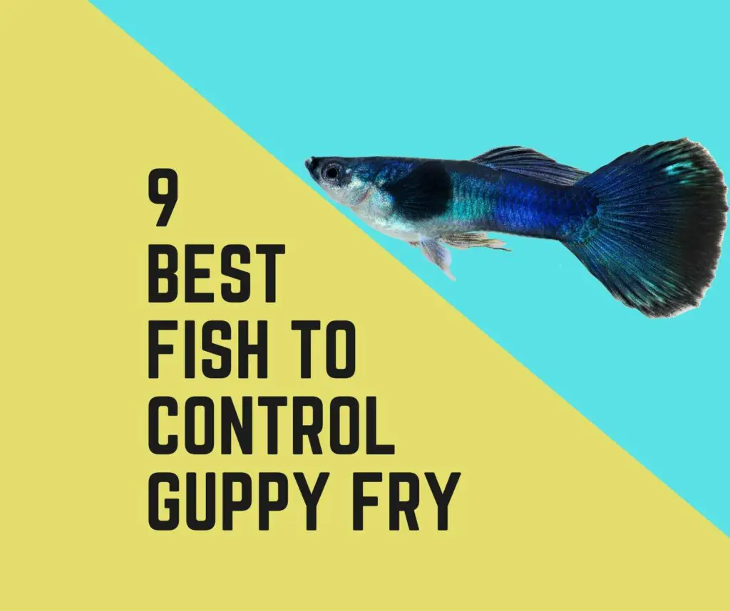 Best Fish To Control Guppy Fry