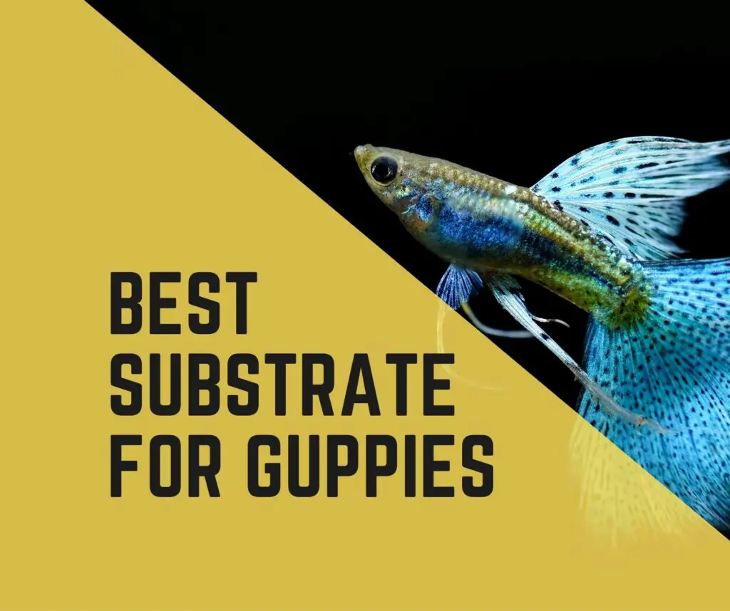 Best Substrate For Guppies